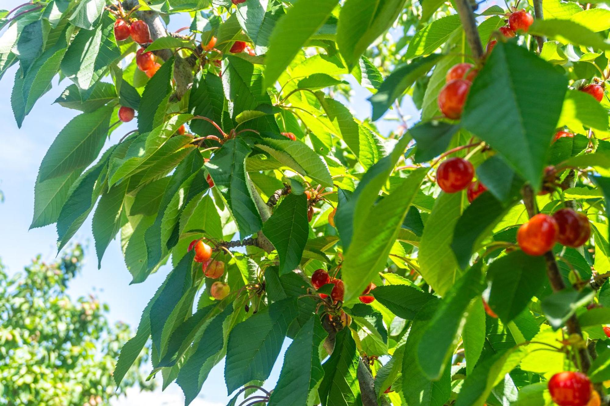 Agriturismo Il Tripesce Vada Εξωτερικό φωτογραφία