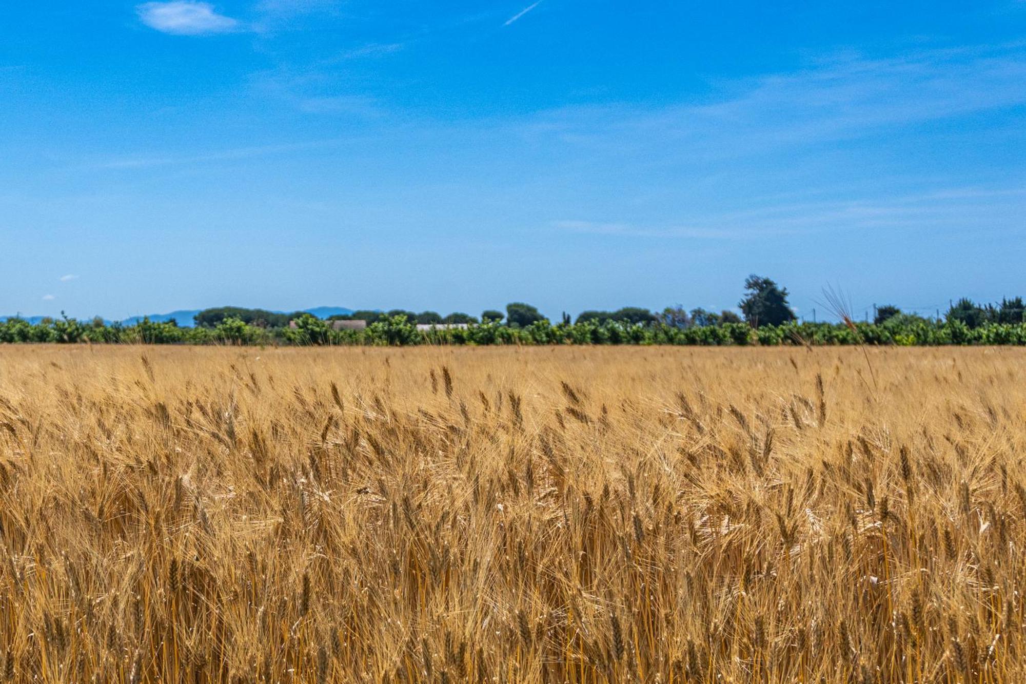 Agriturismo Il Tripesce Vada Εξωτερικό φωτογραφία